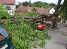 Kwikfynd Tree Cutting Services
amby