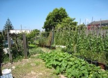 Kwikfynd Vegetable Gardens
amby